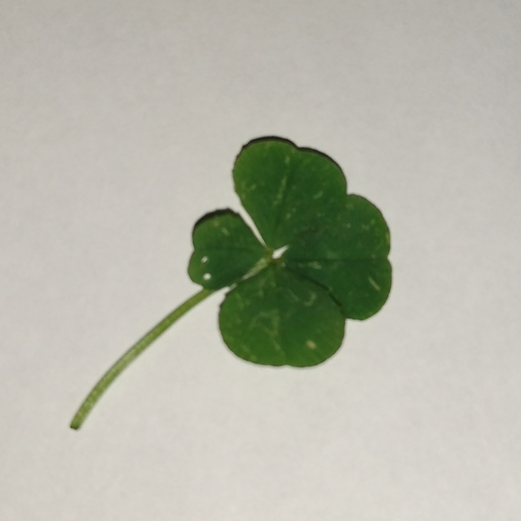 🍀 Wild Four Leaf Clover REAL Just for You Found 4 /22/23 USA yard Lucky Clovers - Picture 6 of 15